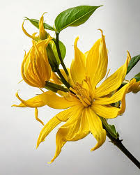 Room & Linen Spray - Ylang Ylang Aromatherapy - 200ml